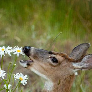 deer eating white flower