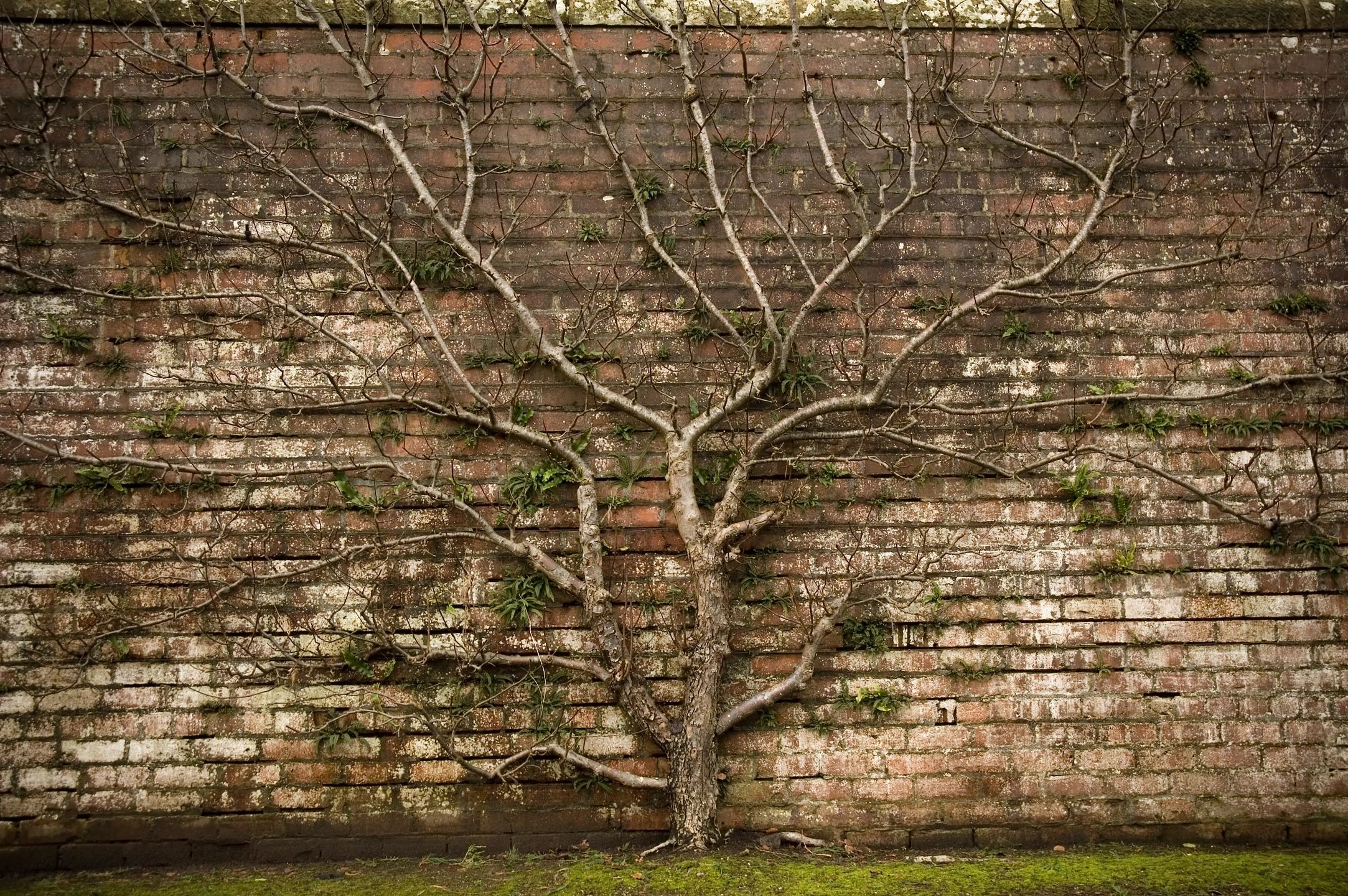 tree spreading across brick wall