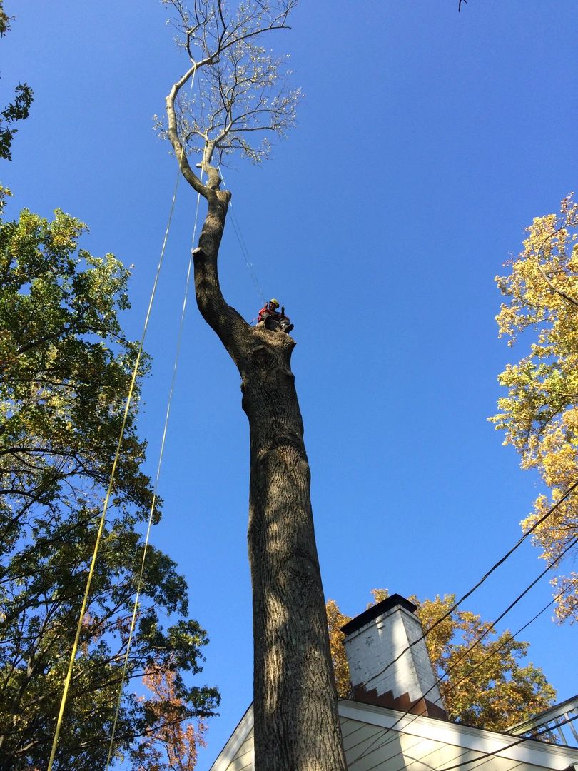 climber in braced tree