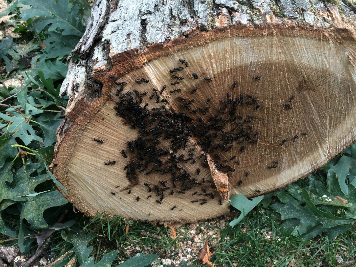 A tree log with many insects