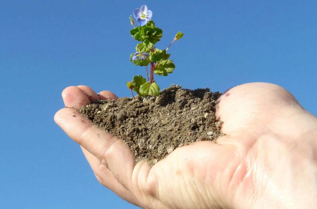 hand holding dirt with a small flower blooming from it