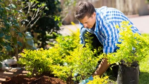Read more about the article Why Is Plant Health Care Important for Trees and Shrubs?