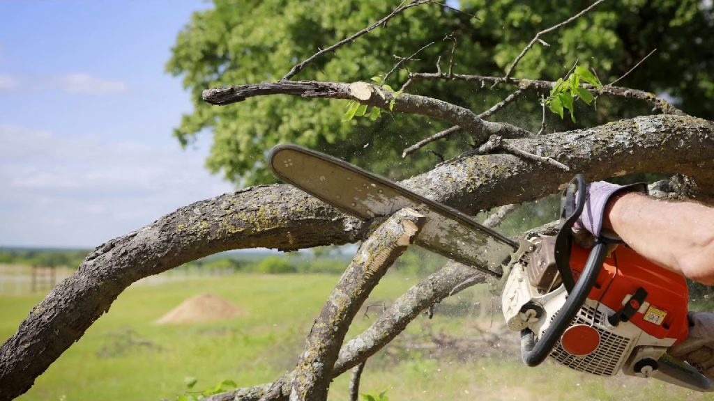 How Do You Know When a Tree Should Be Removed? 1