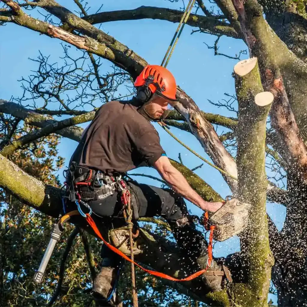 How Do You Know When a Tree Should Be Removed? 2
