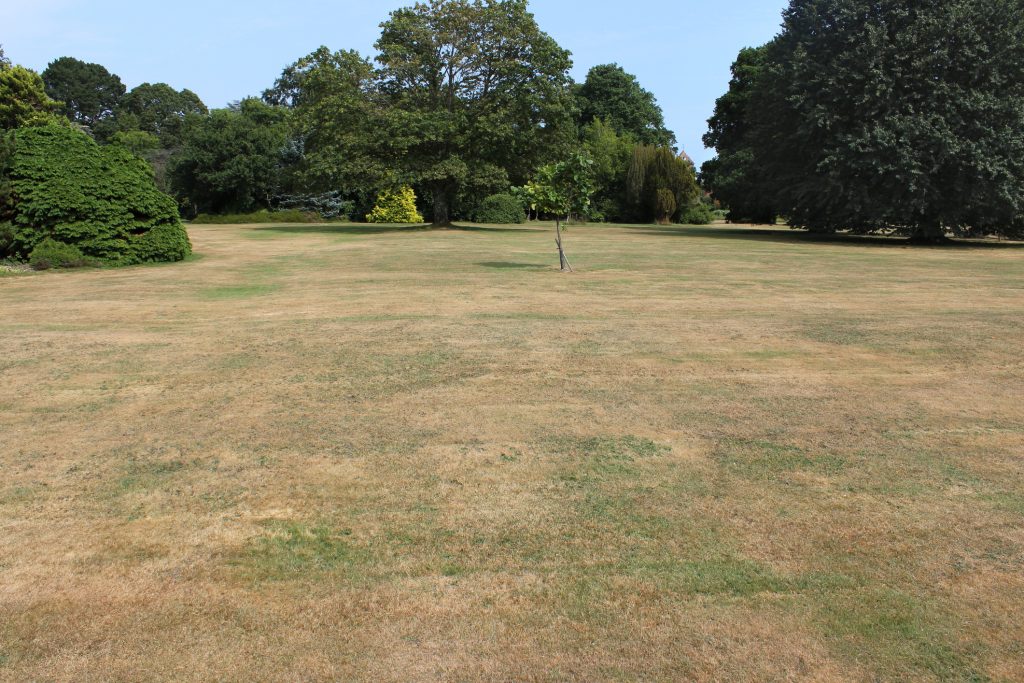 Why Is My Lawn Turning Brown? 1