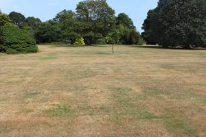 Read more about the article What Causes Brown Patches in Grass?