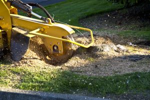 Read more about the article Why Is Stump Grinding Worth It?